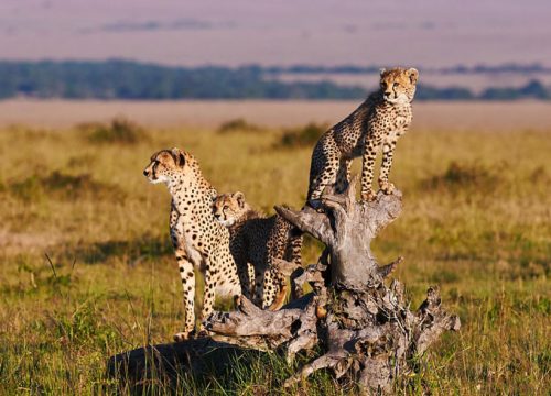 3-Day Tarangire & Ngorongoro Safari