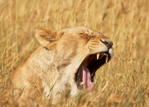 6-Day Tanzania Northern Circuit Safari