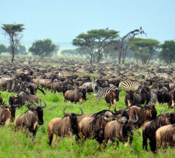 Serengeti Migration Experience