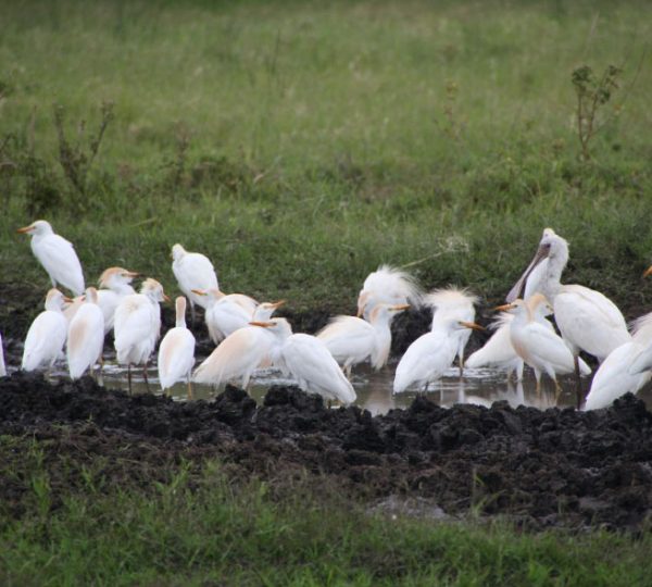 Serengeti Migration Experience