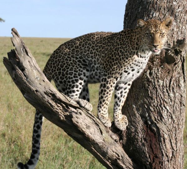 Serengeti Migration Experience