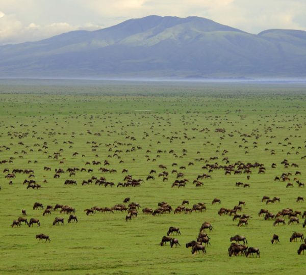 Serengeti Migration Experience