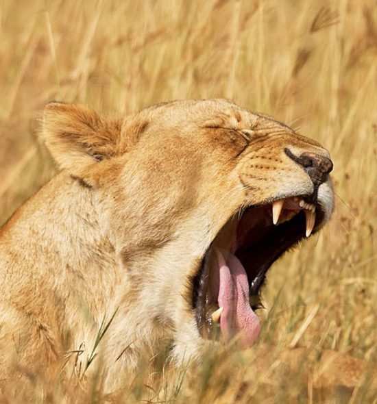 Ngorongoro Crater day safari