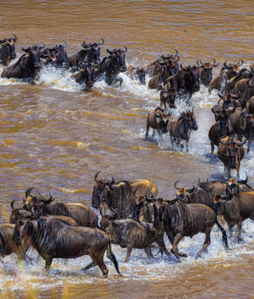 Serengeti Great Migration safari