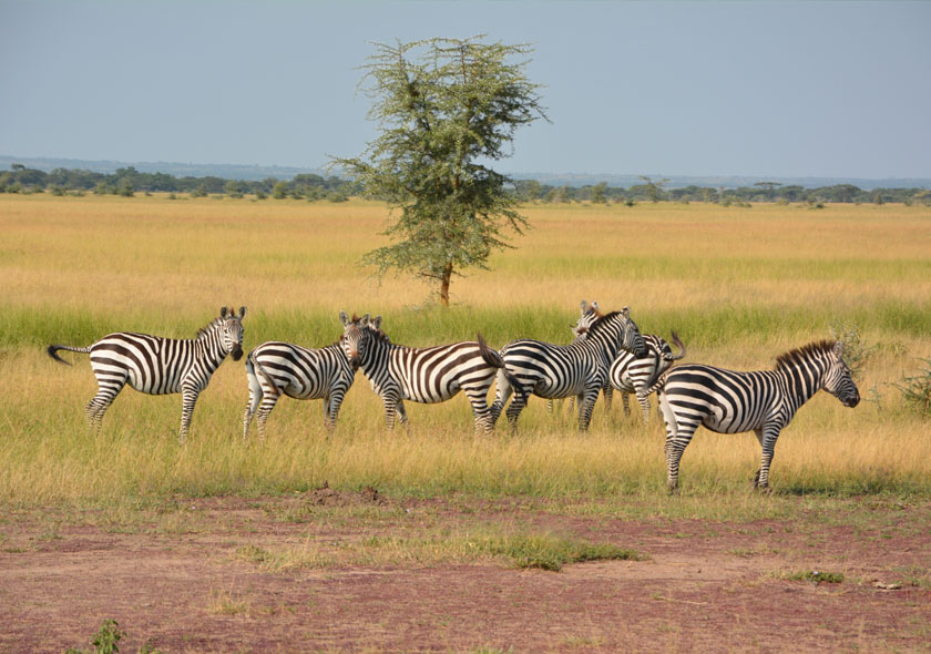 Tanzania wildlife safari tours